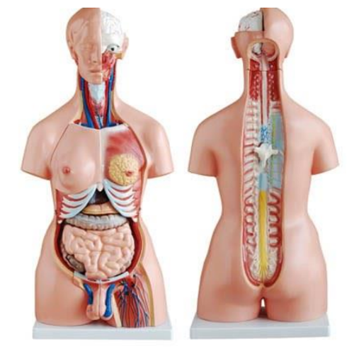 85cm Torso Bisexual Anatomy Model
